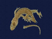 藏品(壁虎類)的圖片